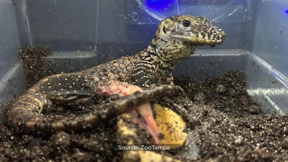 For the first time ever, ZooTampa at Lowry Park hatched endangered Komodo dragons.