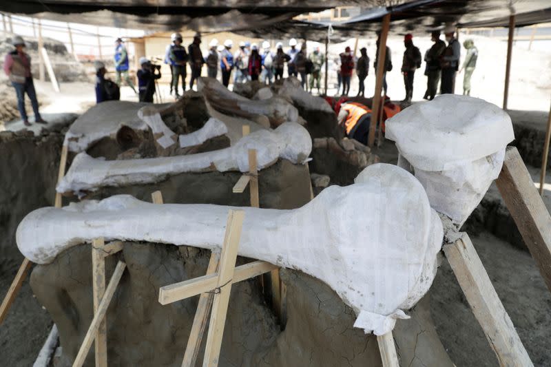 Mammoth bones are pictured at a site where archaeologists and workers of Mexico's National Institute of Anthropology and History (INAH) work at a site where more than 100 mammoth skeletons have been identified, in Zumpango