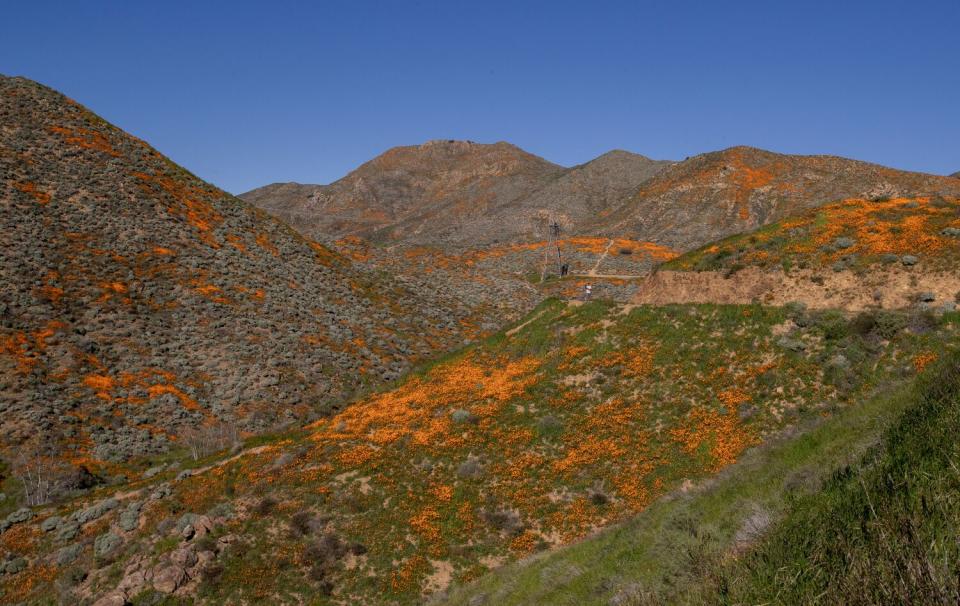 California poppies light up Walker Canyon near Lake Elsinore.