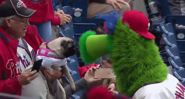 An adorable pug was not ready for the Phillie Phanatic's long red tongue