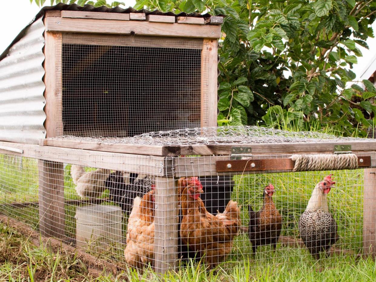 Chickens in a handmade moveable chicken coop (chicken tractor) on grass: Getty Images/iStockphoto