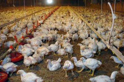 Bird flu cases continue to increase across the U.S.