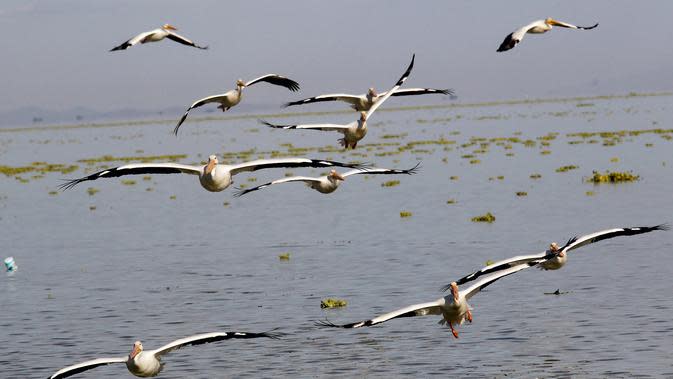 Una bandada de pelícanos blancos, una de las aves más grandes de Canadá y Estados Unidos, sobrevolará las orillas del Chaplain Pond el 28 de enero de 2022 en Cozumatlán de Reguls, México.  Los pelícanos blancos viajan miles de kilómetros desde las bajas temperaturas.  Norteamérica.  (ULISES RUIZ / AFP)