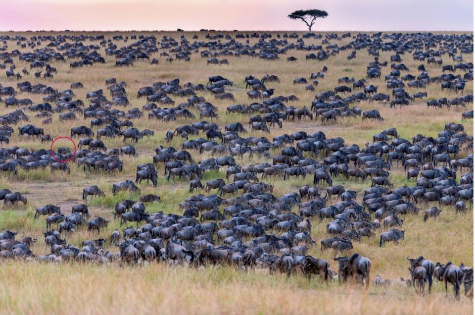 Er hat gute Arbeit geleistet, aber die verräterischen Streifen des Zebras enttarnen es. Bild: Mega