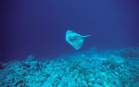 Stingrays rarely attack humans - Credit: Alamy