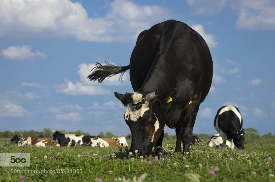 Dina escaped from a dairy farm to Hof Butenland â an animal sanctuary next to. Just a few days later, she gave birth to her first calf âÂ Mattis.  Because of that, she was able to raise her own child â which would have been impossible at a dairy farm â and both will never be sent to a slaughterhouse.  Dina is now six years old and would have probably sent to a slaughterhouse at age 4â5. Mattis is now 3 and would have been slaughtered at a very young age, because he is male.