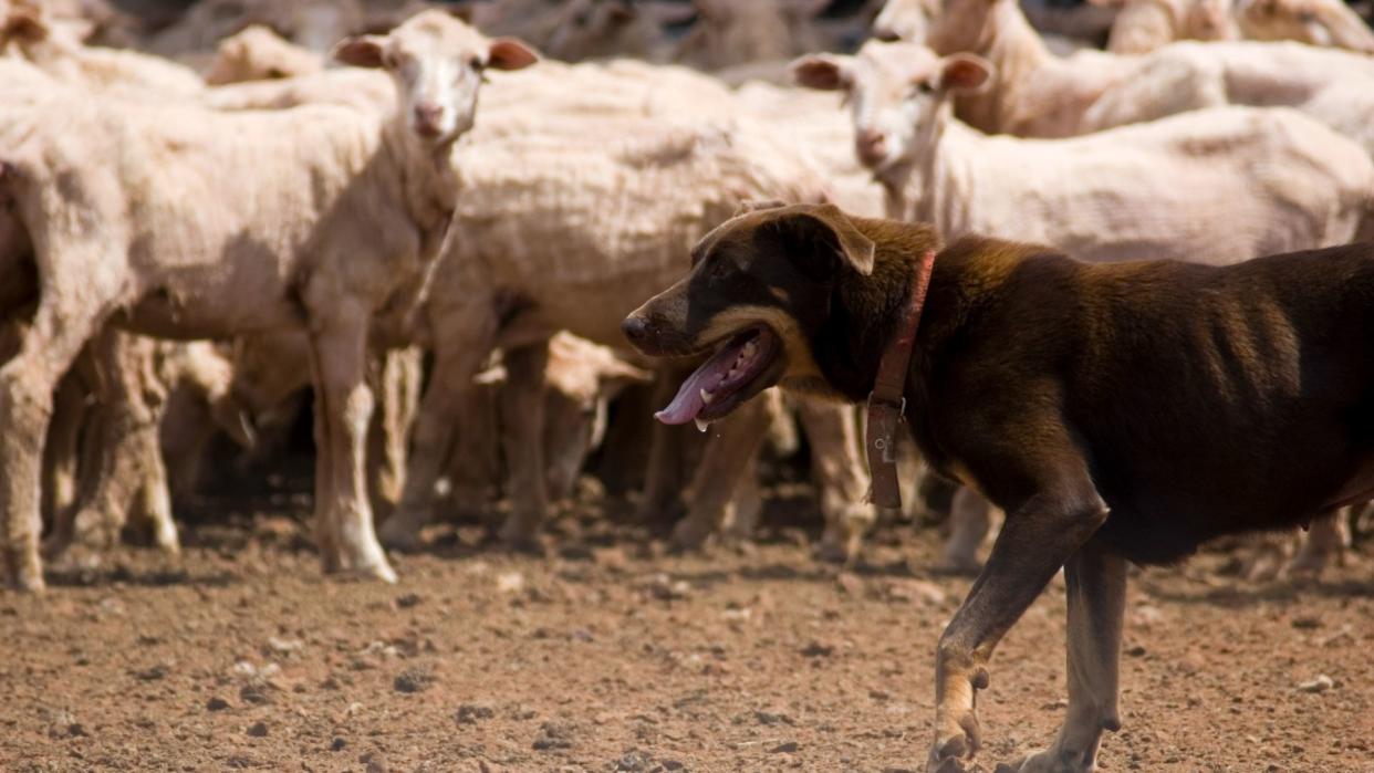 Australian kelpie standing with sheep