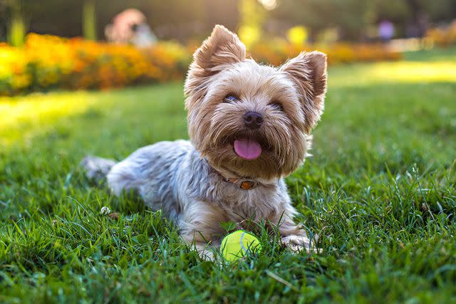 <p>Getty</p> Yorkshire terrier playing with a ball on the grass