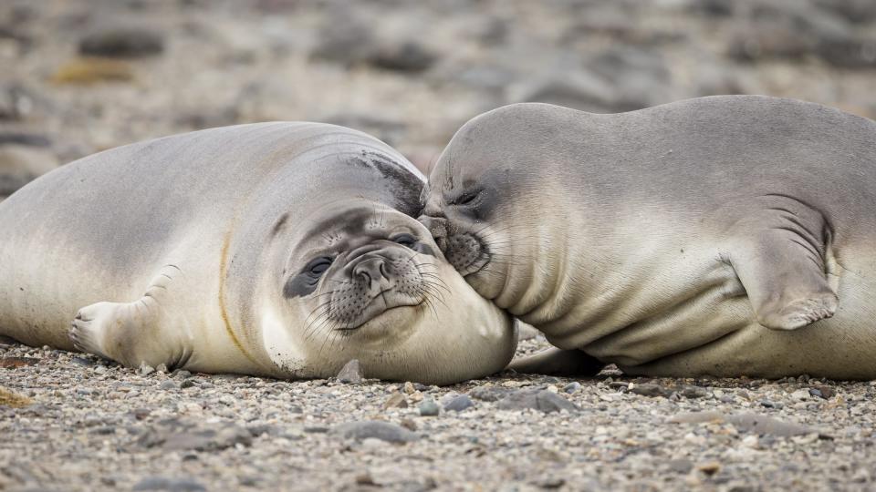 A seal resting on another seal on a beach