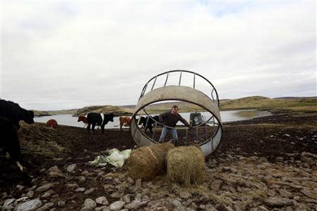 Crofter Ronnie Eunson, 55, unloads bales of silage feed for his cattle on the Shetland Islands April 1, 2014. REUTERS/Cathal McNaughton