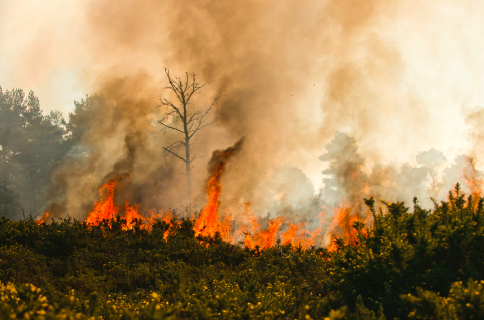 <em>Thick smoke rises above Ashdown Forest during the blaze (SWNS)</em>