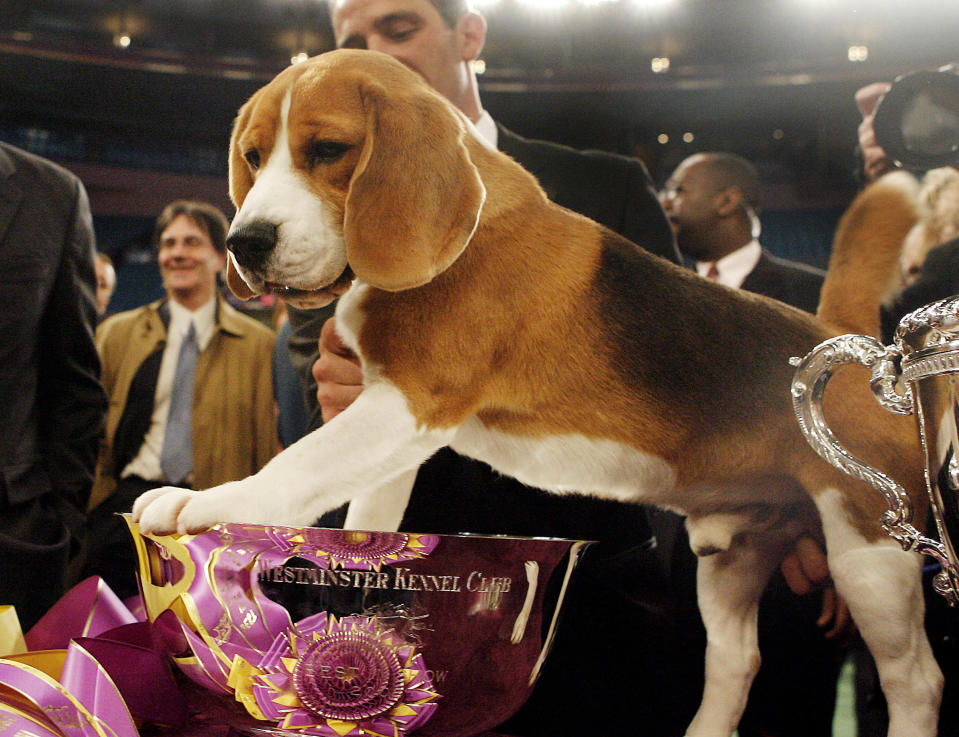 FILE - In this Feb. 12, 2008, file photo, Uno, a 15-inch beagle, poses with his trophy after winning Best in Show at the 132nd Westminster Kennel Club Dog Show at Madison Square Garden in New York. Beagles had always been in the Westminster doghouse. No matter how cute, poor ol’ Snoopy had never, ever won the grand prize. Bow-wow bummer. (AP Photo/Jason DeCrow, File)