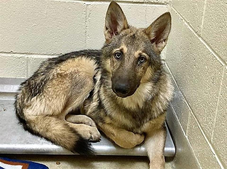 Orange County Animal Services is looking for four dogs, presumed to be wolf-German shepherd hybrids, that escaped from an enclosure in northern Orange County. This is one of the other dogs that already has been captured.