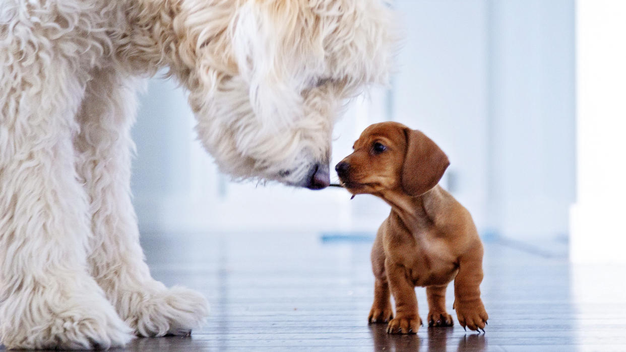  Dog and puppy together. 