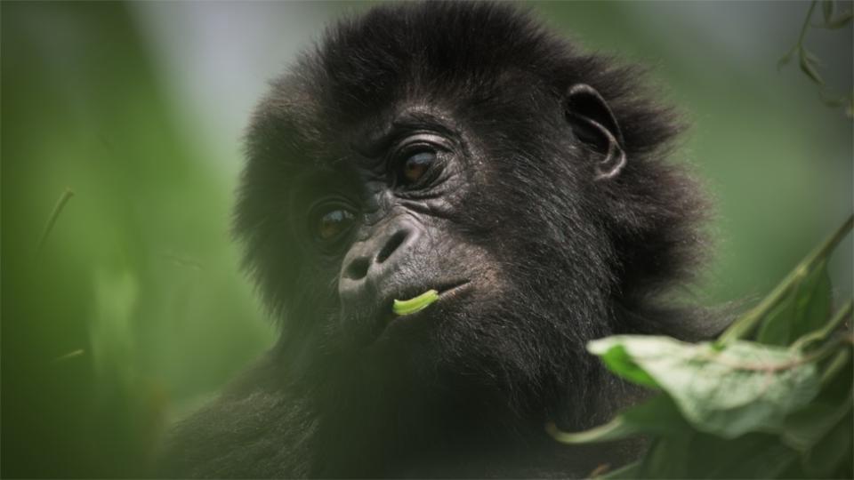 A baby gorilla