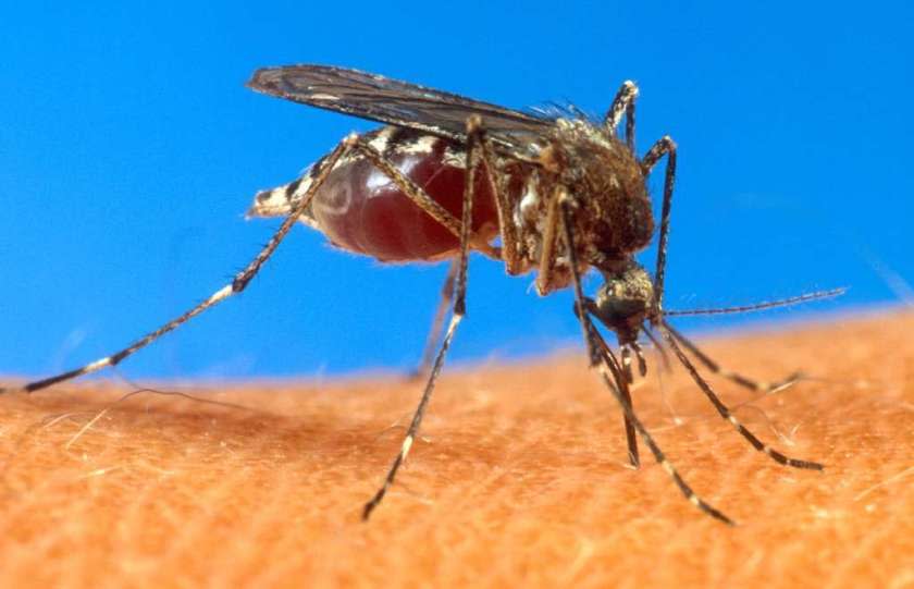 How did this mosquito pick this particular victim? The victim's genes likely played a big role, a new study suggests.