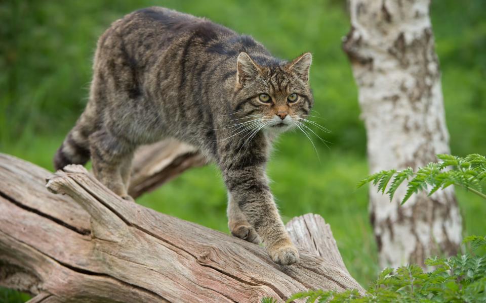 This is no domestic tabby - Getty