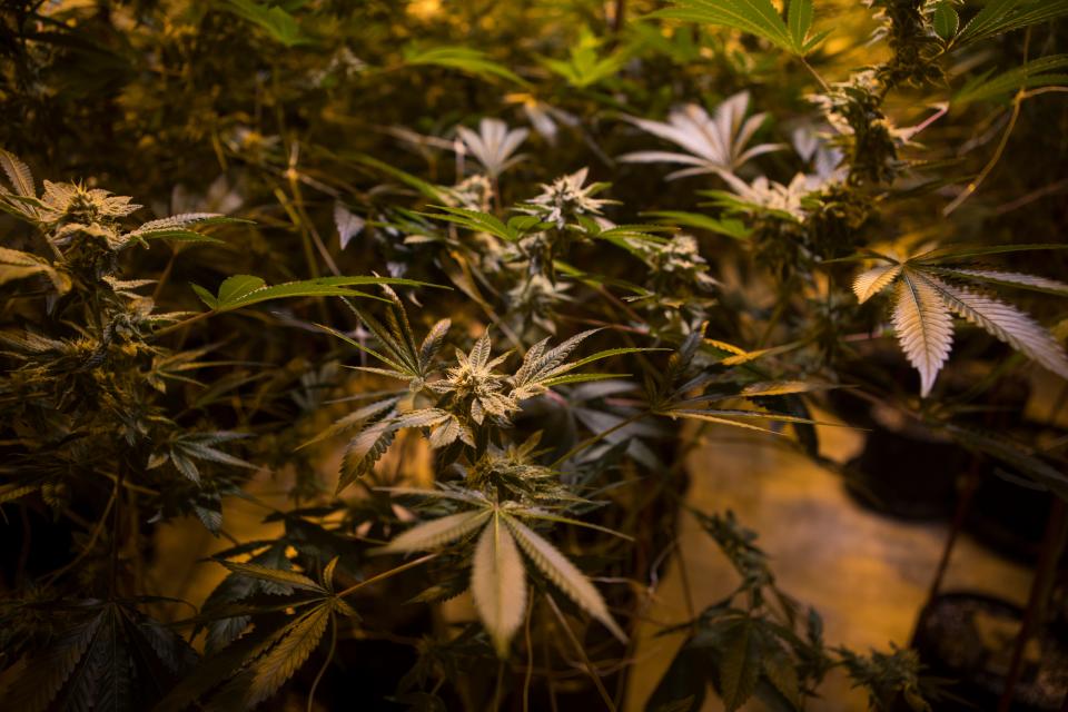 Marijuana plants sit in one of the 3 grow rooms which are lit with lights designed to replicate sunlight in a climate controlled space at Compassionate Care Research Institute in Newark. 