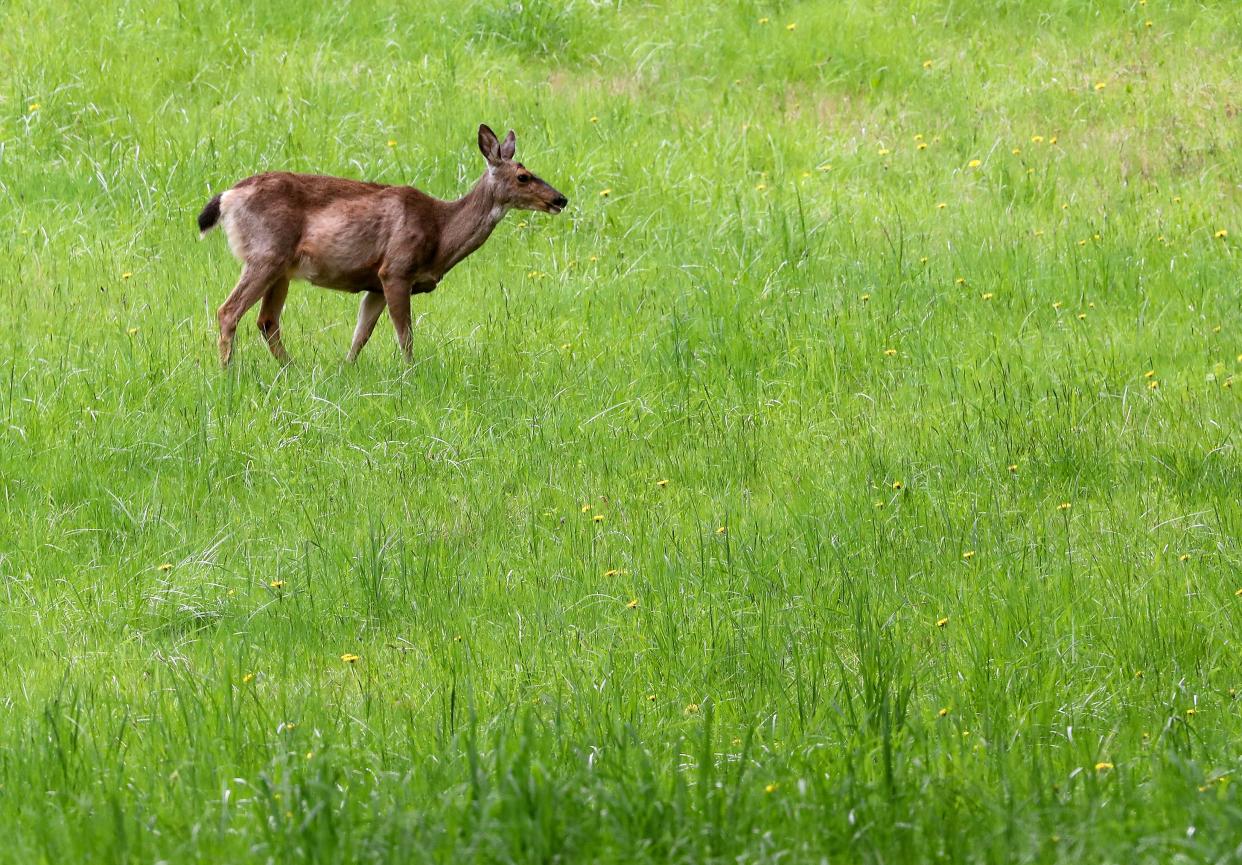 A deer grazes in the tall grass of a field near Brownsville on Thursday, May 4, 2023.