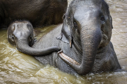 <p>An elephant and baby calf go for a swim. (Bobby-Jo Clow/Caters News Agency) </p>