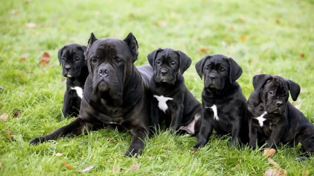 Cane Corso puppies for sale