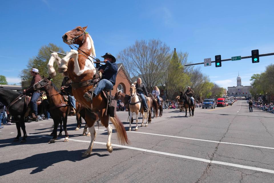 A horse rises on his hind legs in the Mule Day parade on West 7th Street on April 6, 2024.