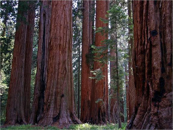 The Muir Grove of giant sequoias in Sequoia National Park.