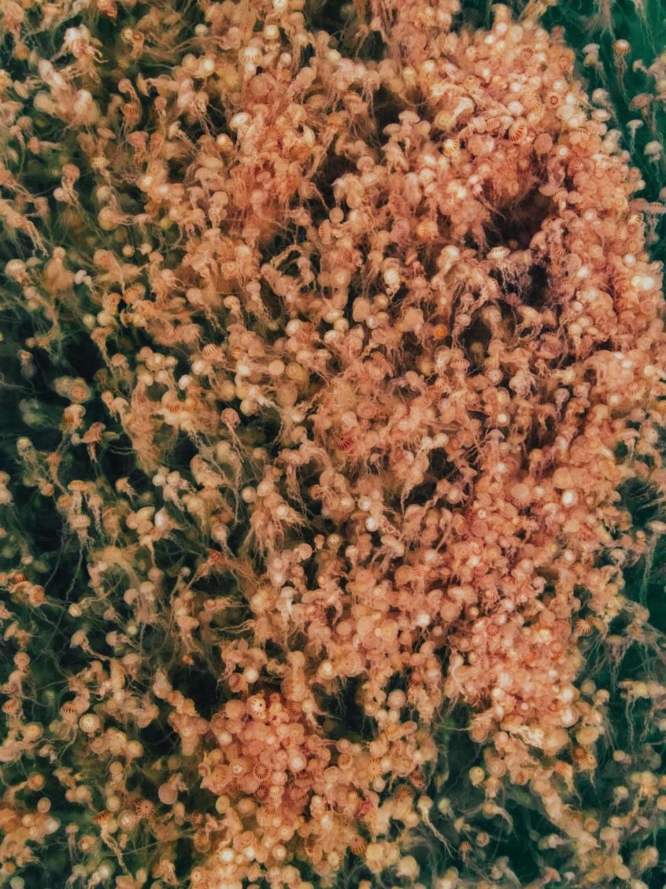 Drone photo captures thousands of jellyfish in Navarre Beach, Florida, on Tuesday, August 23, 2022.