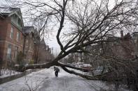 A pedestrian walks under a tree blocking Wellesley Street East following an ice storm in Toronto on Monday, Dec. 23, 2013. THE CANADIAN PRESS/Matthew Sherwood