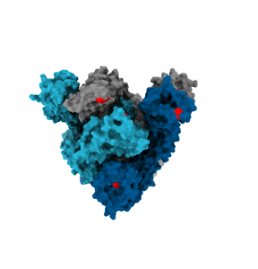 Structure of the coronavirus Spike protein (light blue, dark blue, and grey), which is essential for viral entry into human cells, adorned with the mutations (red, 8 in Spike) in the United Kingdom coronavirus variant.
