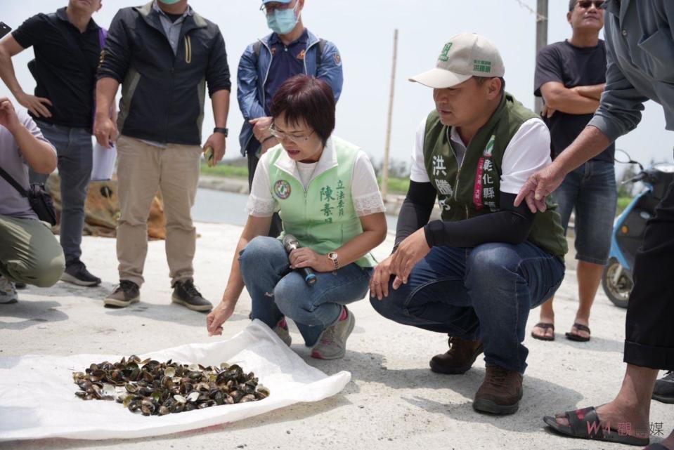 ▲受氣候不穩定因素，導致彰化縣芳苑鄉養殖的文蛤大量死亡，立委陳素月邀集農委會漁業署、水產試驗所、縣府農業處與芳苑鄉公所前往芳苑養殖魚塭會勘。（圖／記者陳雅芳攝，2023.05.24）