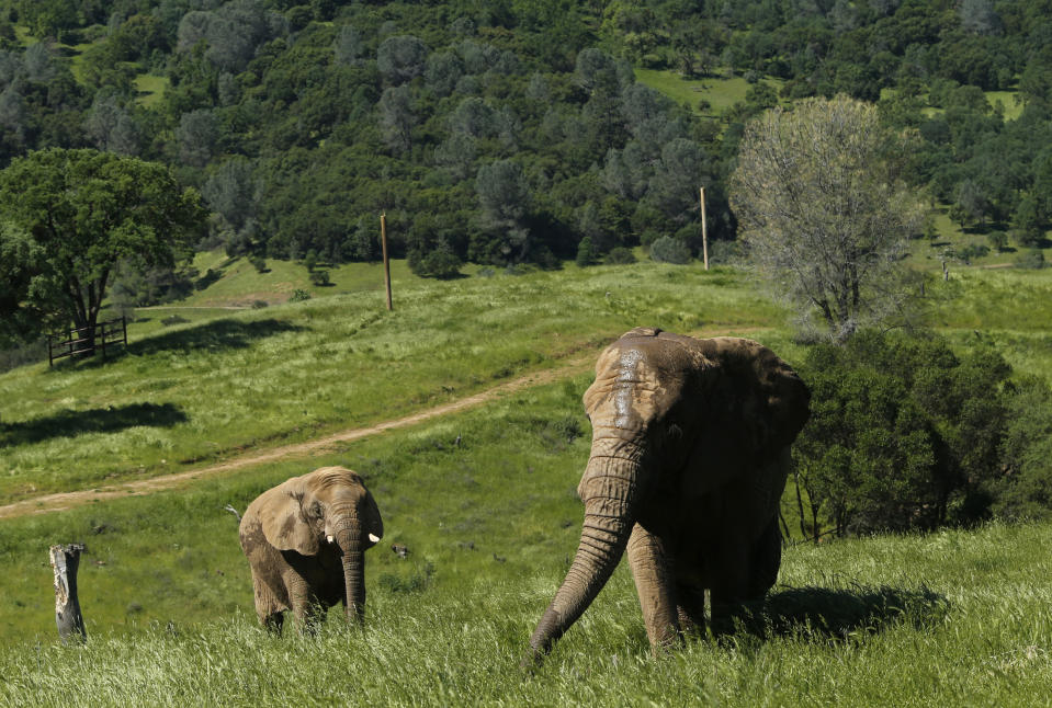 In this Friday, April 26, 2019 photo, African elephants Thika, left, and Mara walk through the Performing Animals Welfare Society's ARK 2000 Sanctuary near San Andreas, Calif. The more than 2,000 acre sanctuary was built more than a decade ago to provide a more natural environment to animals that have spent years displayed at zoo's or forced to perform at circuses. (AP Photo/Rich Pedroncelli)