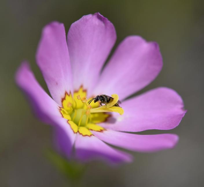 An insect gathers pollen from a Plymouth gentian bloom, as it works its way around Mary Dunn Pond in Hyannis.