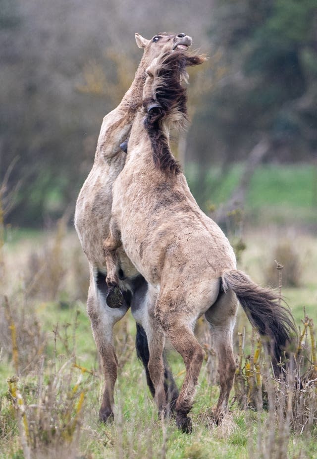 Konik ponies