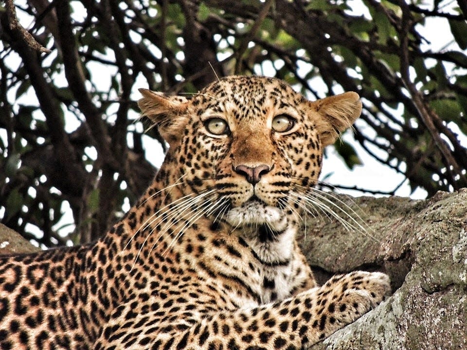 On the last day of her trip, Lyla found this leopard hanging out in a tree. [Lyla Vasquez]