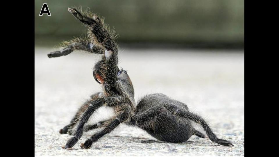 The Persian gold tarantula in a defensive position. Kari Kaunisto/ZooKeys