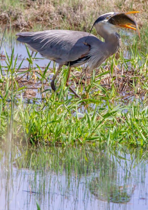 Great blue heron (Courtesy Utah Division of Wildlife Resources)