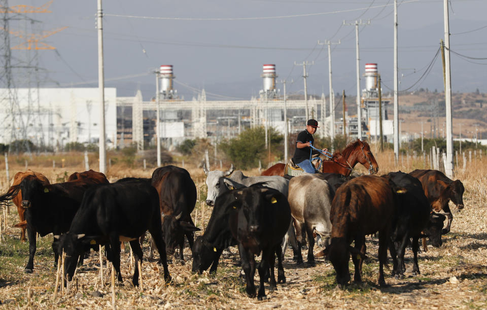 A farmer grazes his cattle near the anewly built power generation plant near Huexca, Morelos state, Mexico, Saturday, Feb. 22, 2020. Huexca means "place of happiness" in the indigenous Náhuatl language. Because of the power plant, the town of fewer than 1,000 inhabitants has become a place of discord rather than happiness. (AP Photo/Eduardo Verdugo)