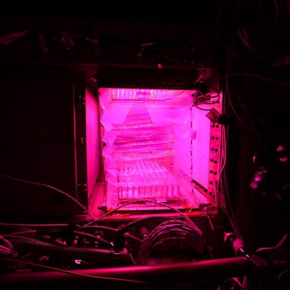 On Feb. 13, 2015, astronaut Barry "Butch" Wilmore posted this image of a plant growth experiment on the International Space Station, writing: “The #pink light is a mixture of red, blue, and green LED's. #HeartsInOrbit #ValentinesDay."