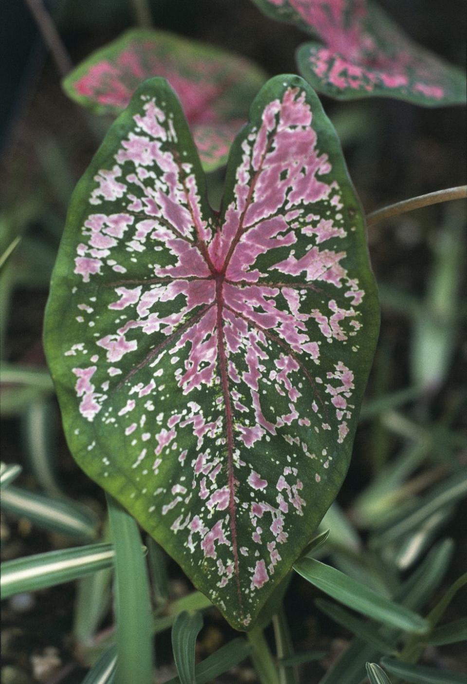 6) Elephant's Ear