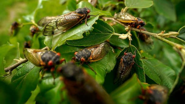 PHOTO: Adult cicadas cover a plant, May 17, 2021, at Woodend Sanctuary and Mansion, in Chevy Chase, Md.  (Carolyn Kaster/AP)