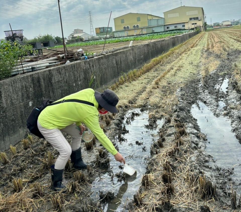 防疫人員於岡山死亡個案居住地周邊進行水稻田病媒調查。   圖：高雄市衛生局/提供