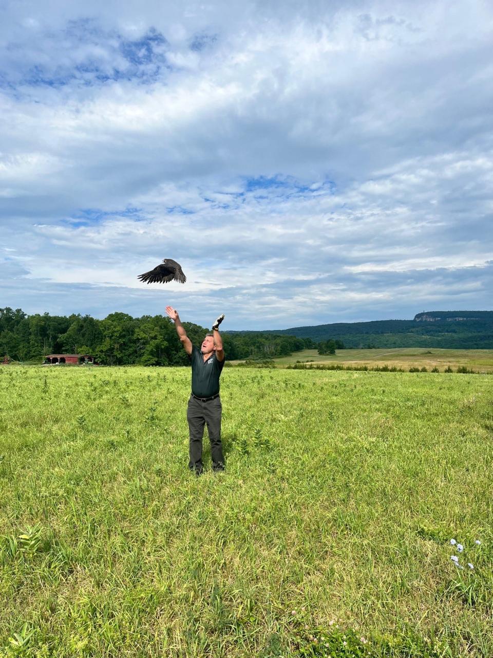 NYCDEP Wildlife Studies Section Chief, Christopher Nadareski, releases a rehabilitated peregrine falcon at OSI’s River-to-Ridge Trail.