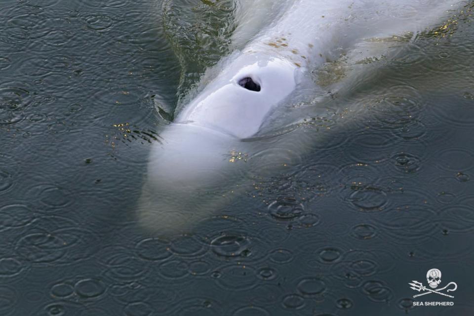 FRANCIA-BELUGA (AP)