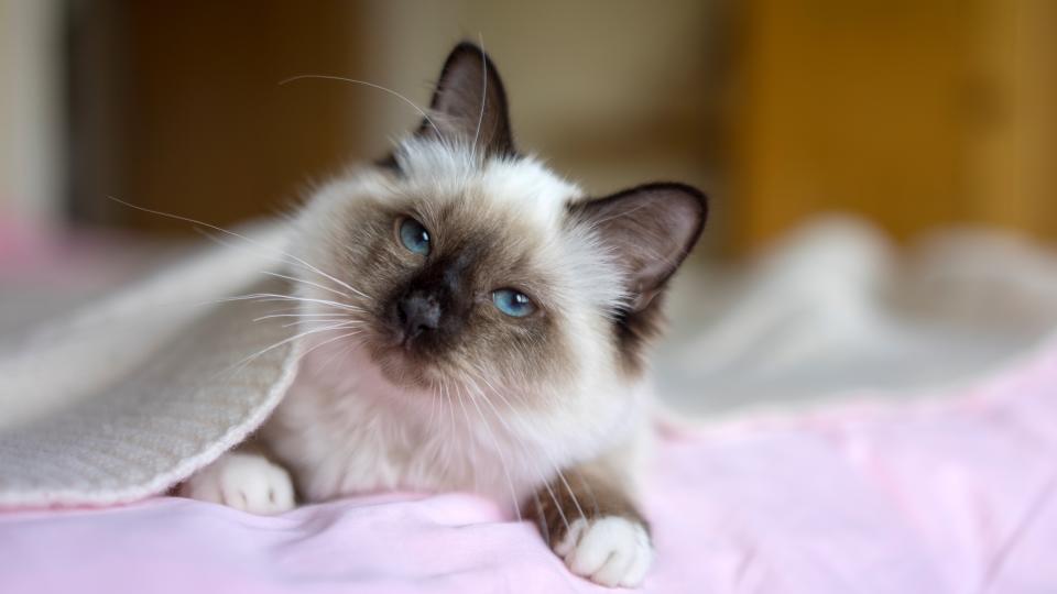 A very cute Birman cat with blue eyes hiding under a blanket