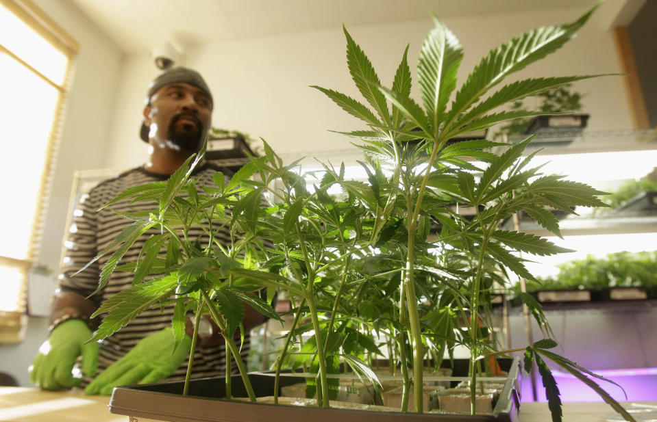 In this Feb. 1, 2011 photo, Harborside Health Center employee Gerard Barber stands behind medical marijuana clone plants at Harborside Health Center in Oakland, Calif. Law and order may soon be coming to the Wild West of Weed. A California lawmaker has introduced legislation to regulate the state’s free-wheeling medical marijuana industry, the farmers that grow the drug, the hundreds of storefront shops that sell it and especially the doctors who write recommendations allowing people to use it. (AP Photo/Jeff Chiu)