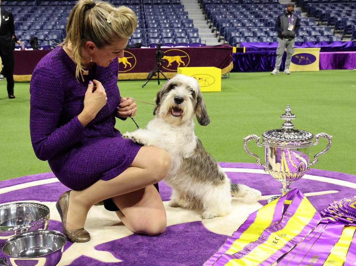 anice Hayes and Buddy Holly, the Petit Basset Griffon Vendeen, winner of the Hound Group, wins Best in Show at the 147th Annual Westminster Kennel Club Dog Show Presented by Purina Pro Plan at Arthur Ashe Stadium on May 09, 2023