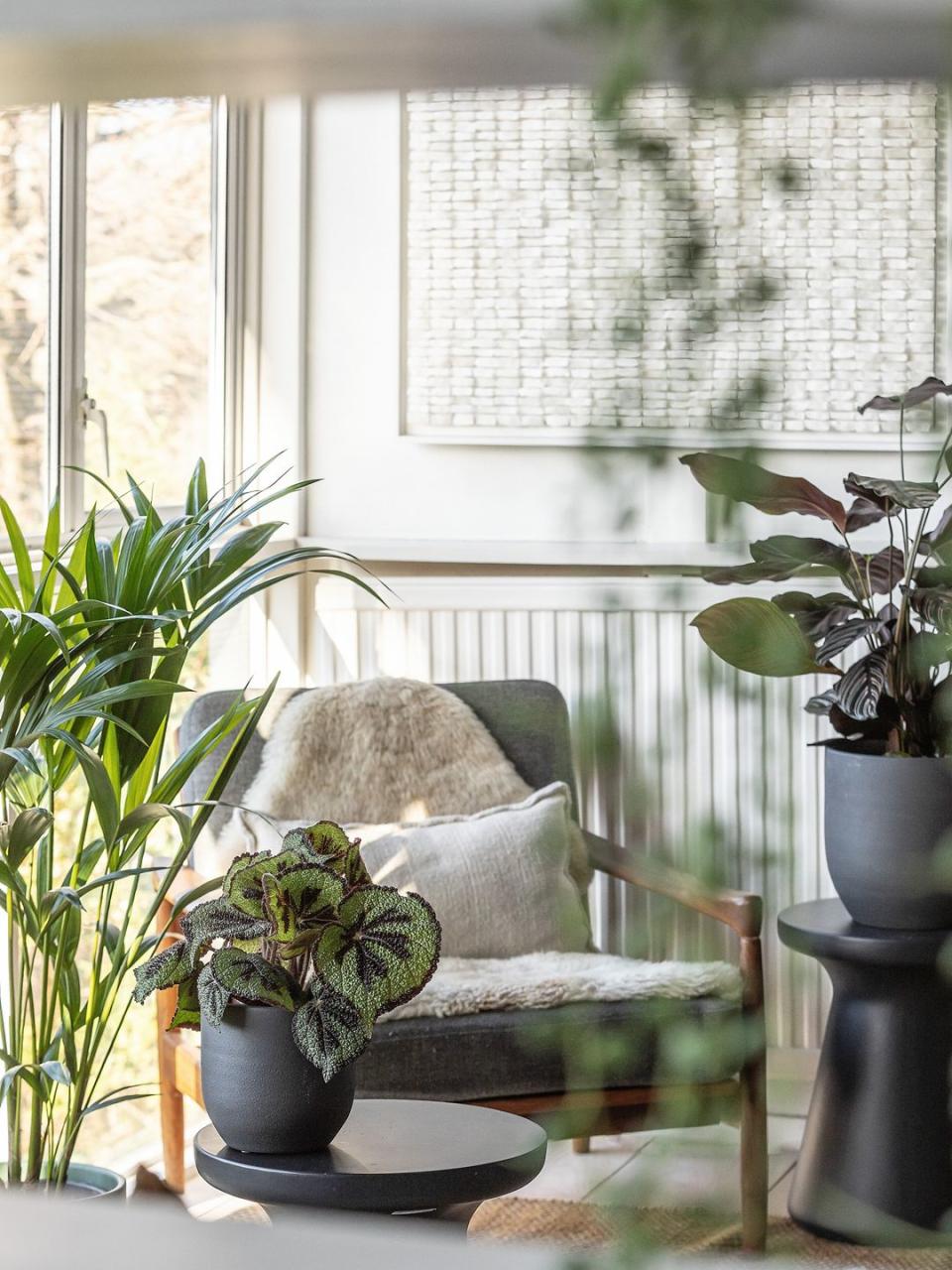 a chair and potted plants