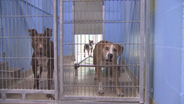 The shelter is currently caring for more than 500 animals.