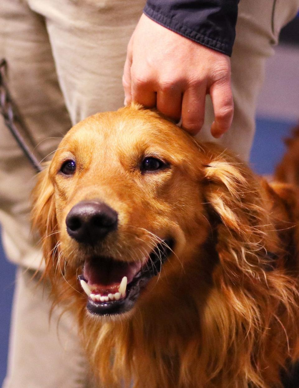 Indy gets a head rub from handler Lissee Nichols while on stage during an event at the Oklahoma City National Memorial & Museum,  Friday, November 22, 2019. [Doug Hoke/The Oklahoman Archives]